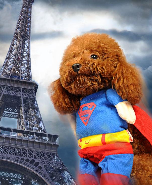 Pawsome Pet Couture: The Ultimate Dog Clothes Transformation