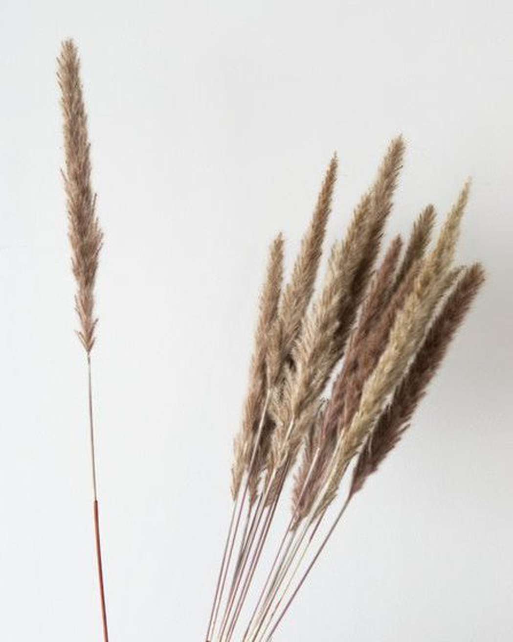 Brown Small Pampas