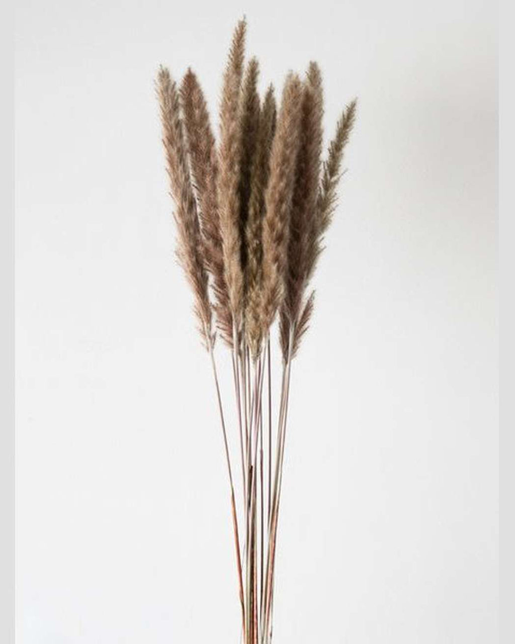 Brown Small Pampas