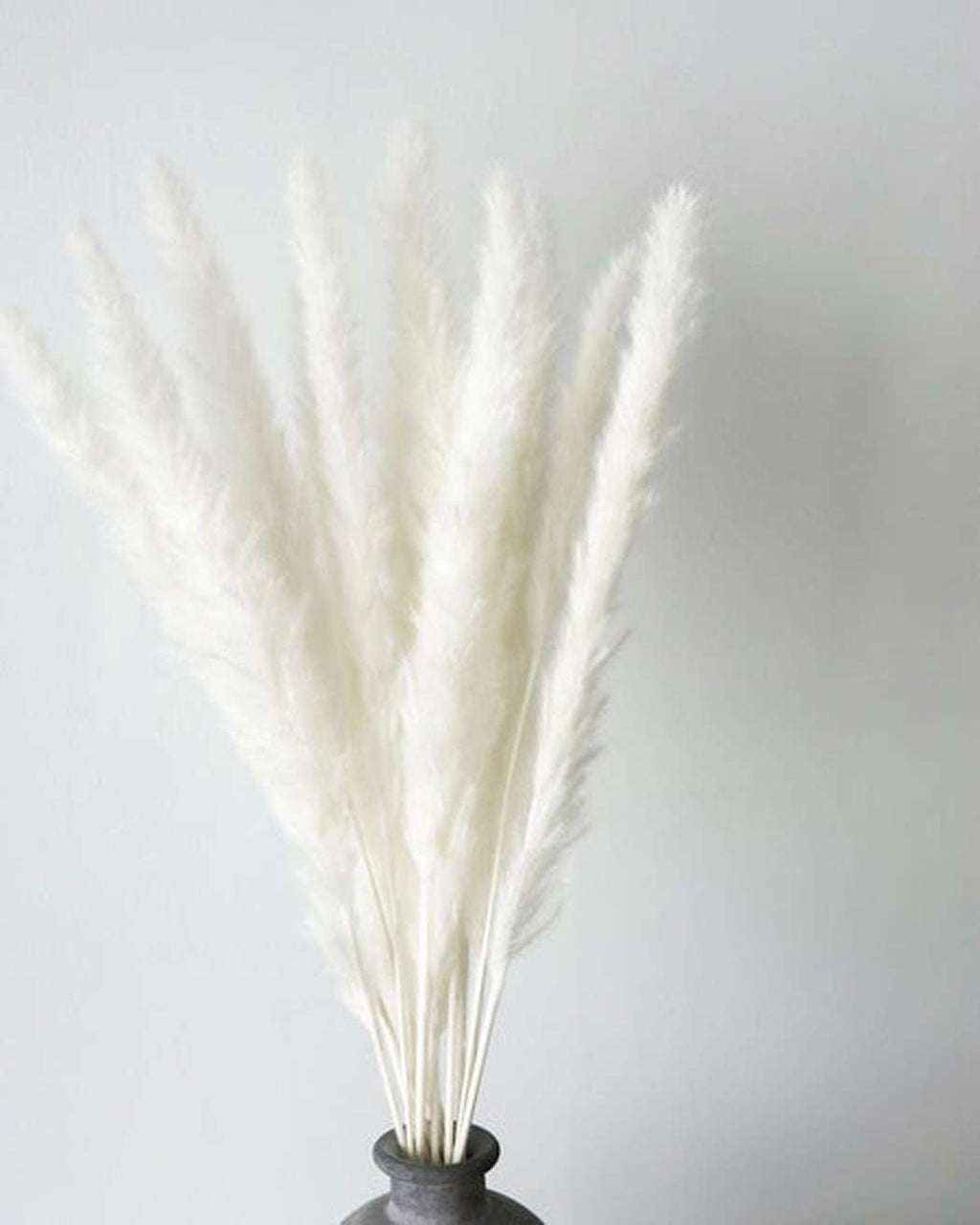 White Small Pampas
