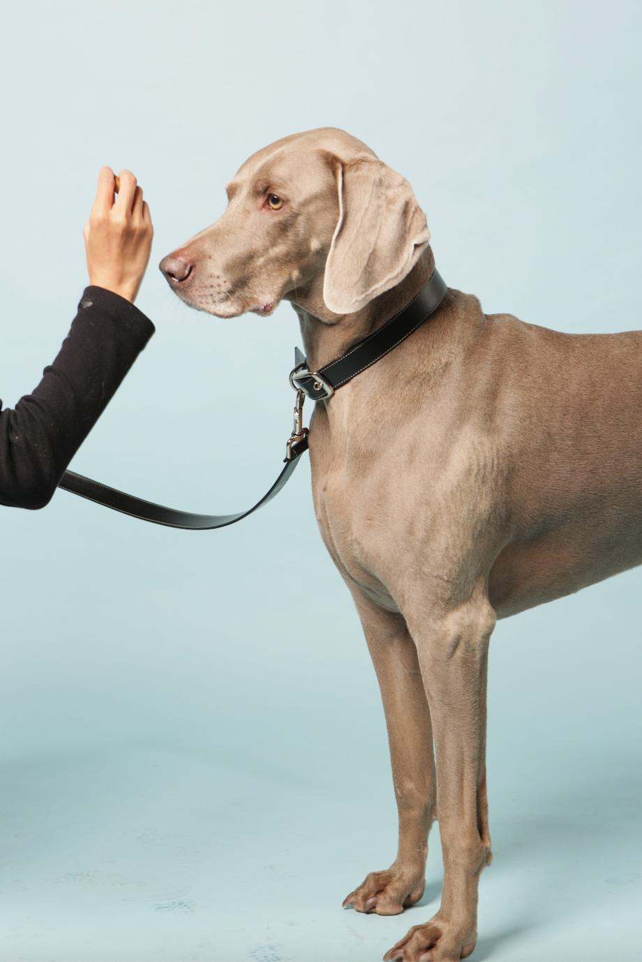 Black apple leather lead